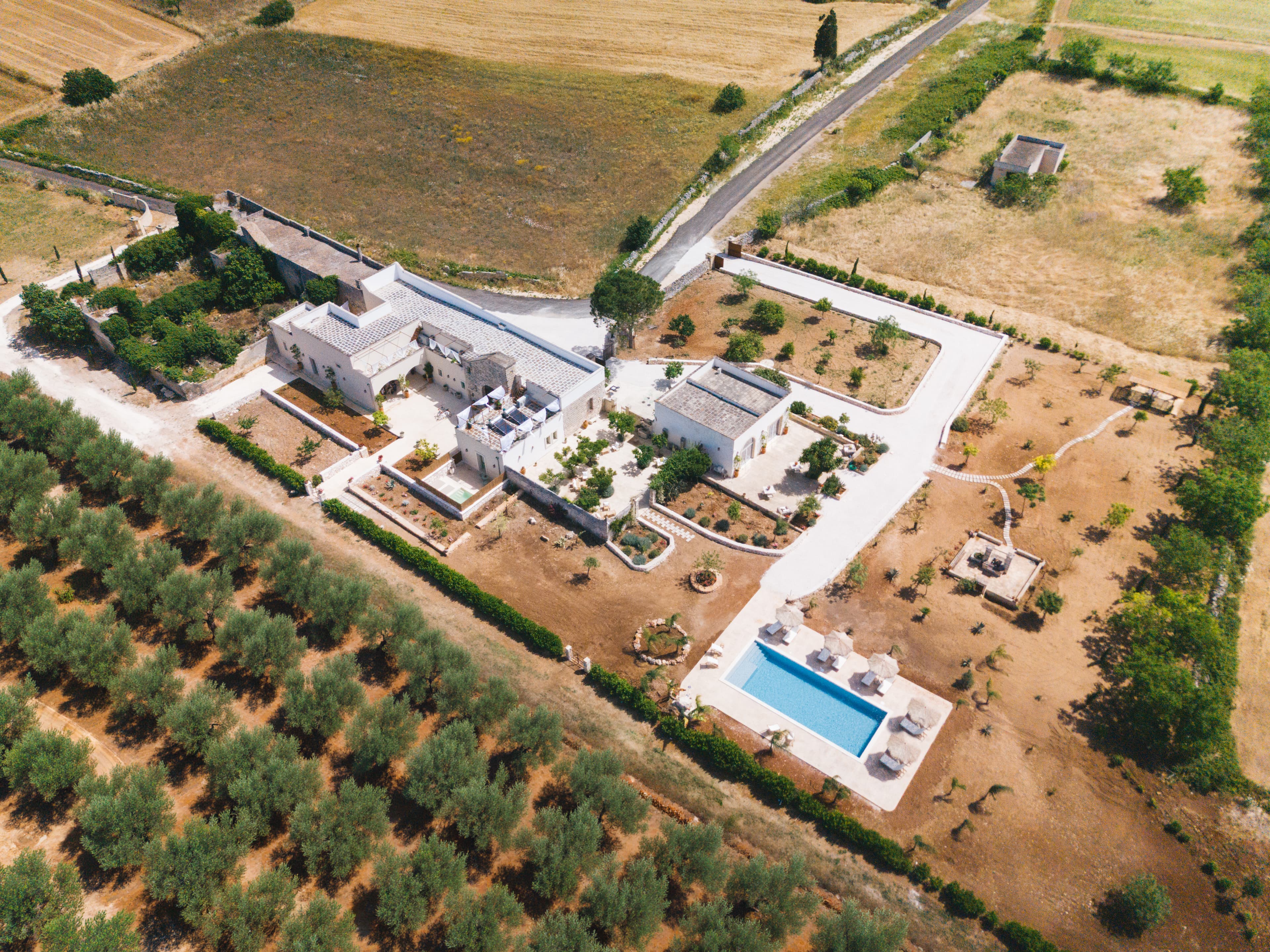 Vista aerea degli ulivi di Masseria Arnoni